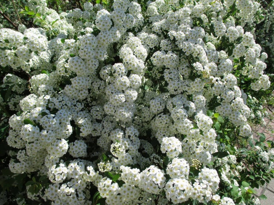 Беккер цветущие кустарники