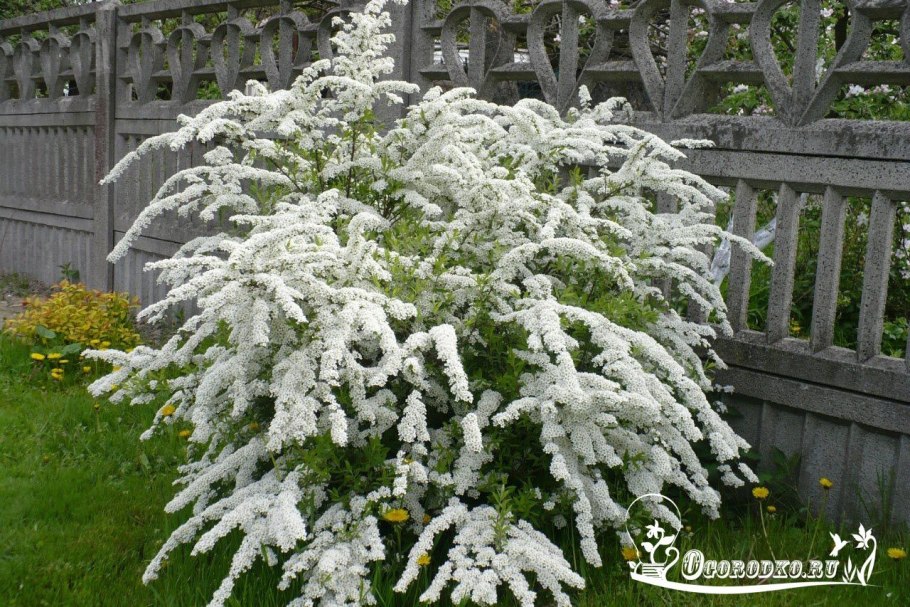 Спирея пепельная Грефшейм