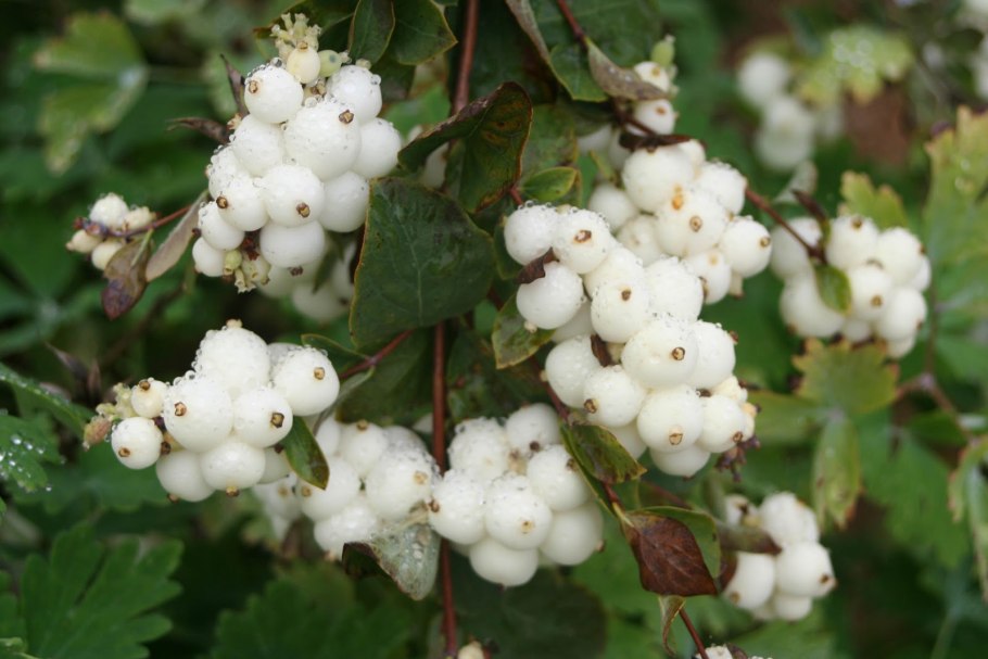 Спирея Вайт