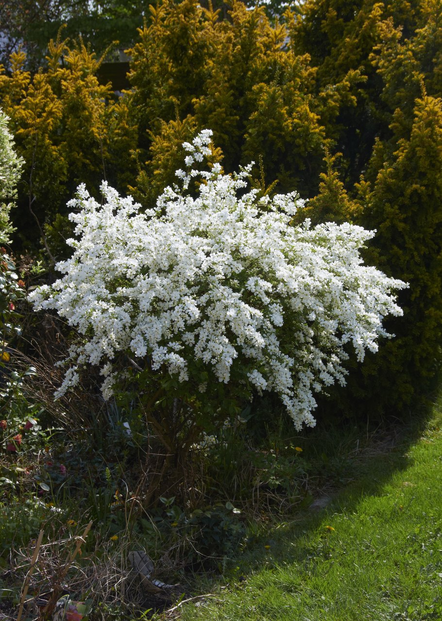 Калина бульденеж дерево