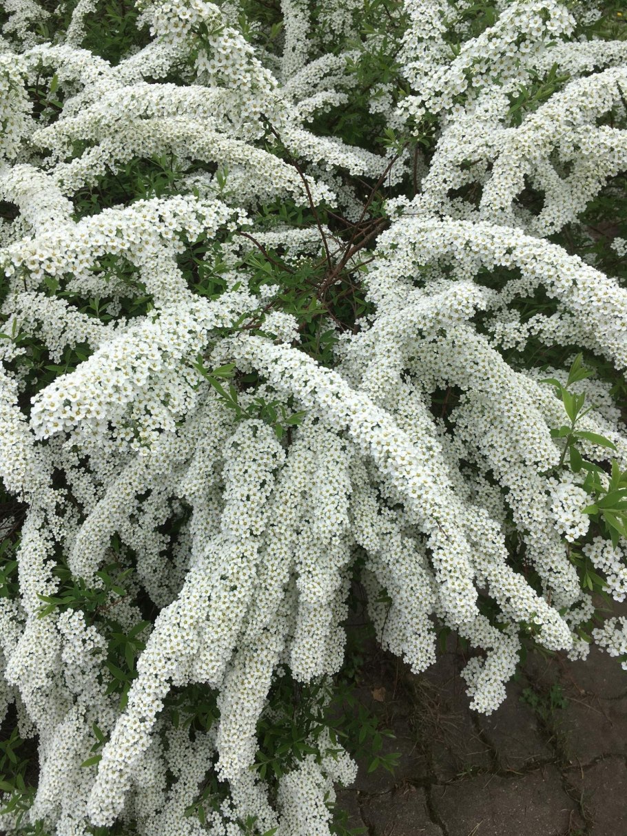Спирея метельчатая белая