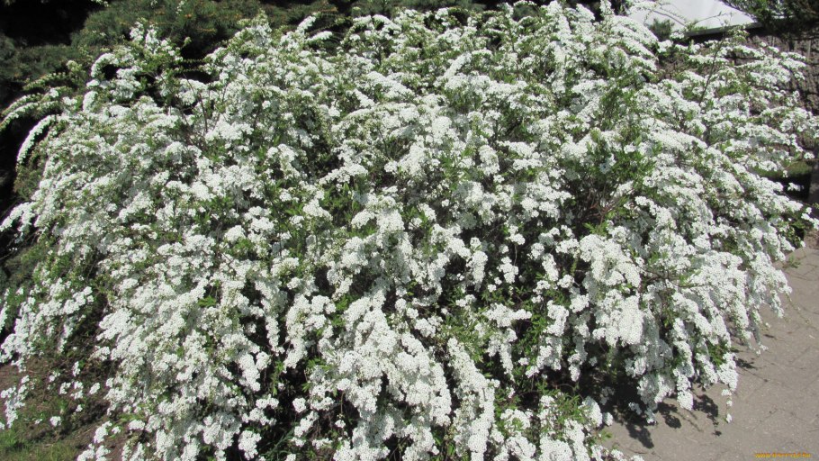 Спирея Вариегата