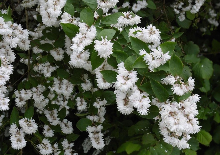 Дейция Мона Лиза