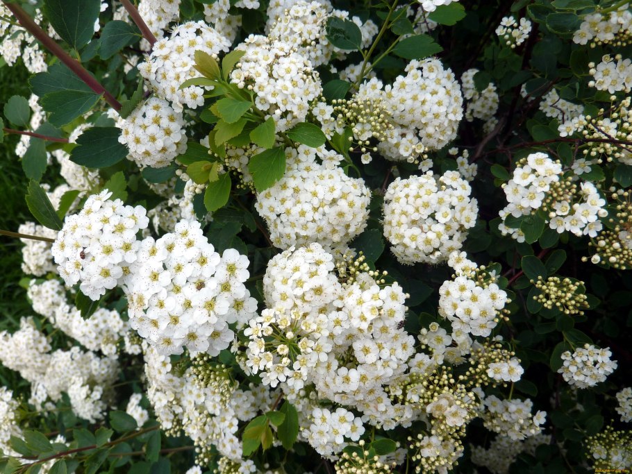 Спирея Ланциата