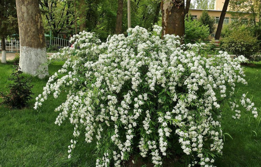 Спирея серая Вангутта