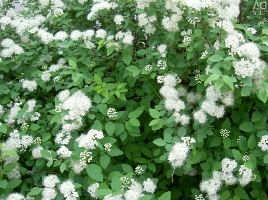 Спирея белая таволга