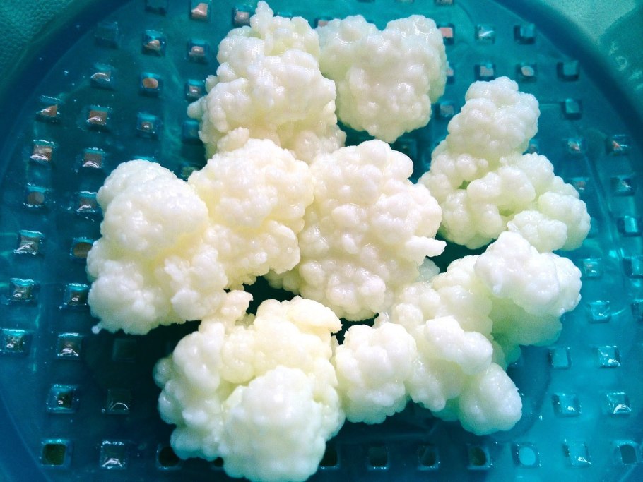 Живой кефирный тибетский гриб