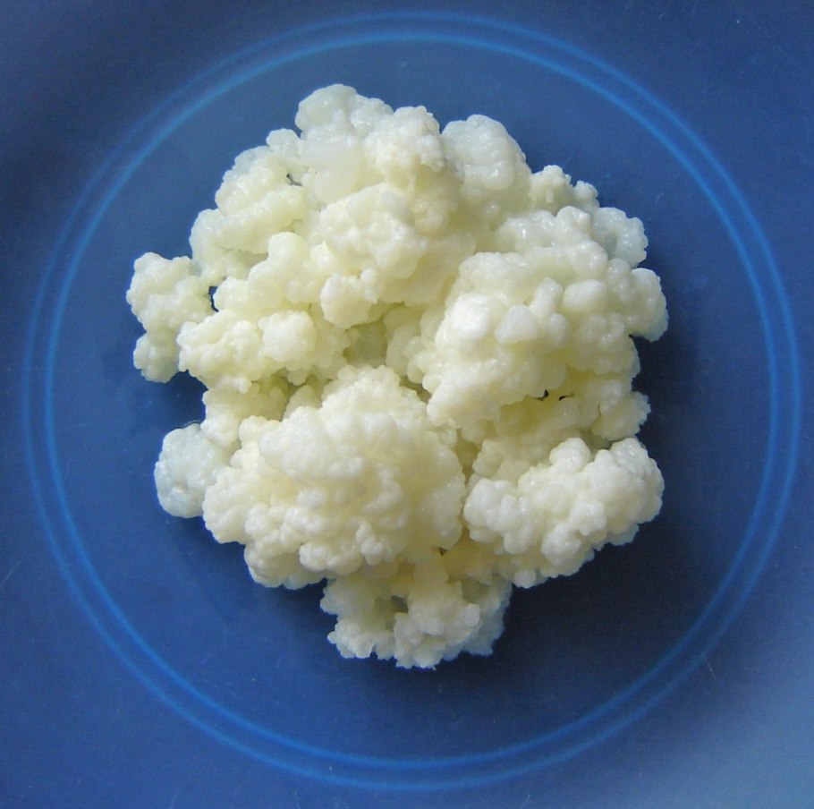 Гриб кефирный молочный