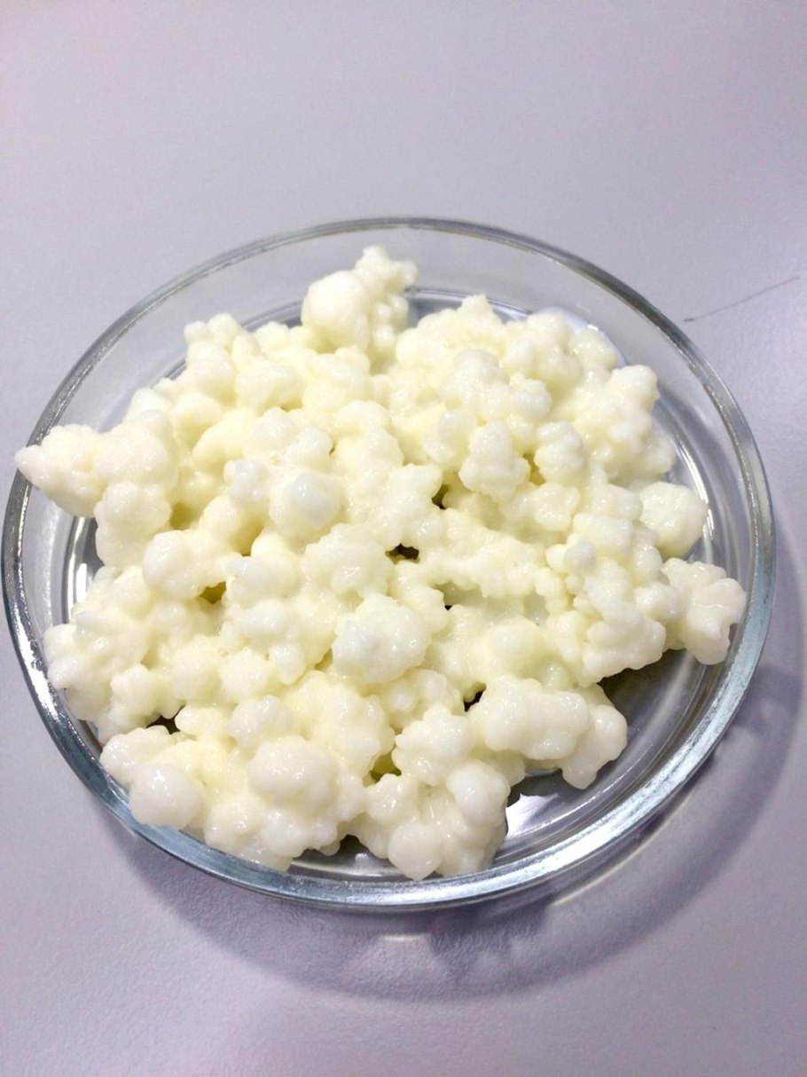 Кефирный гриб