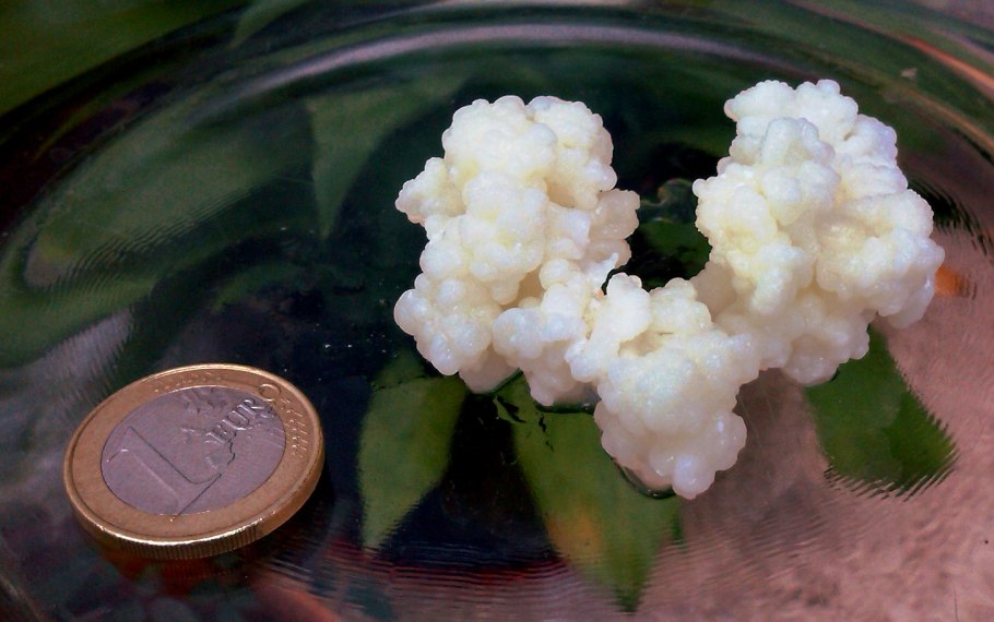 Тибетский молочный гриб кефирный грибок