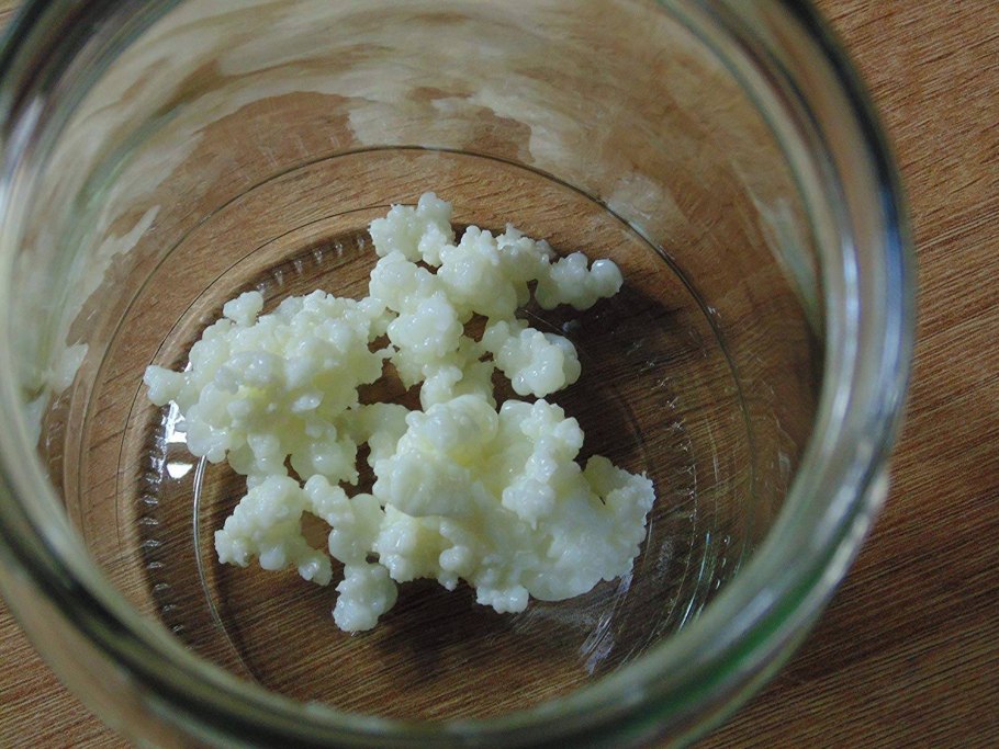 Чем полезен чайный гриб