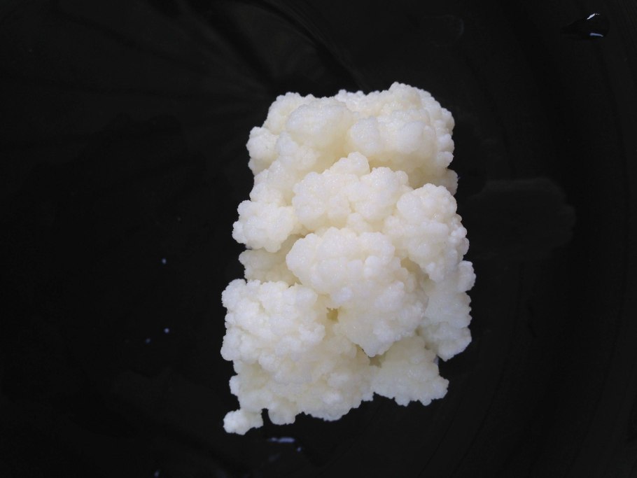 Тибетский молочный гриб