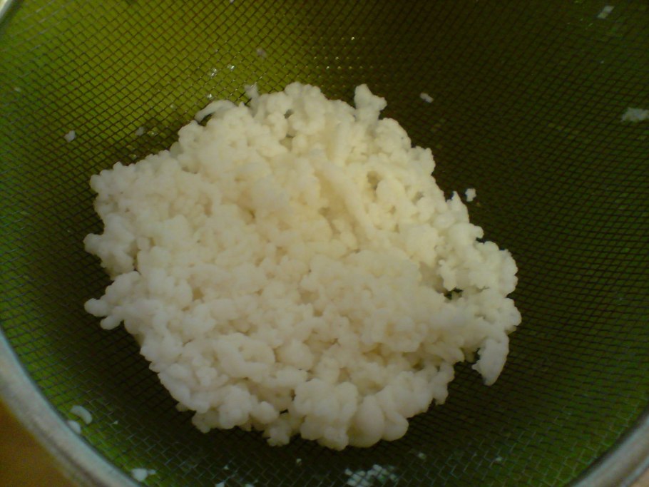 Тибетский чайный гриб