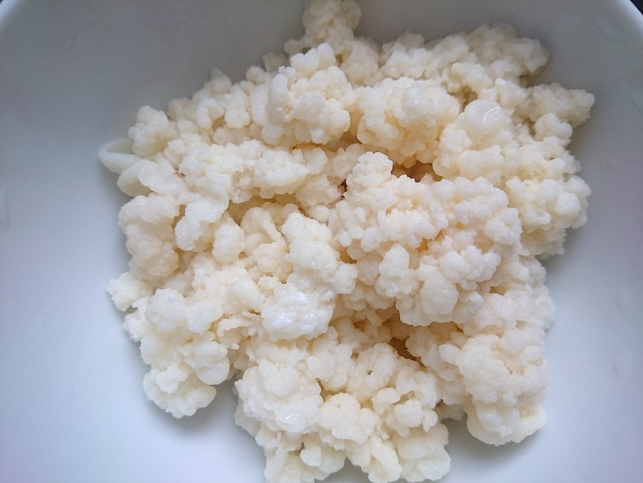 Грибок молочный кефирный