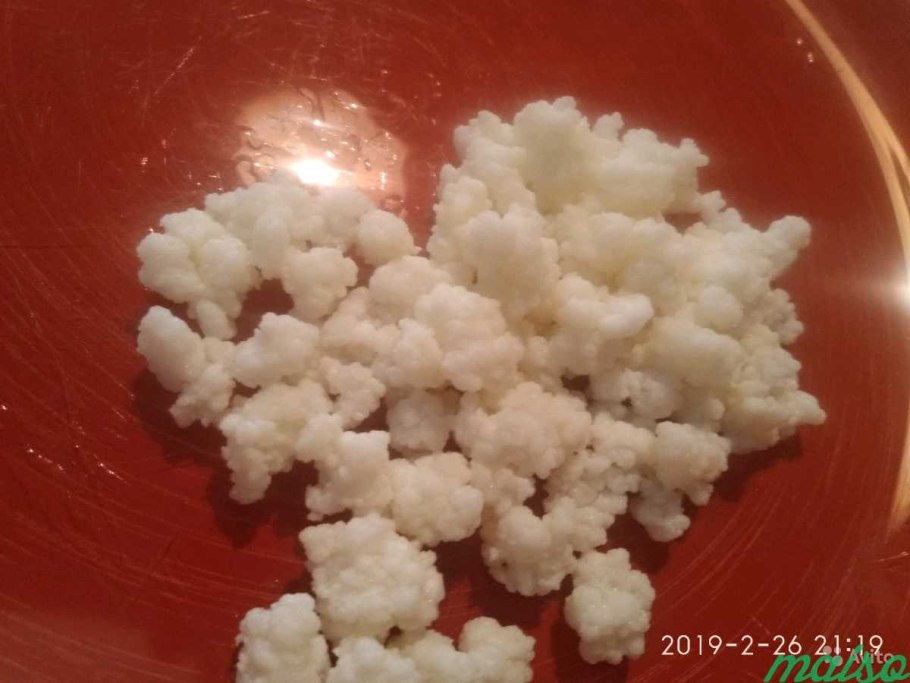 Кефирный гриб пробиотик