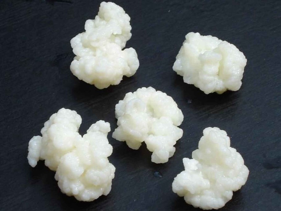 Тибетский молочный гриб