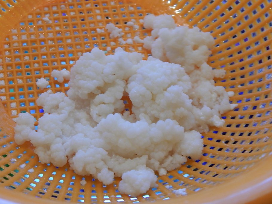 Тибетский кефирный гриб