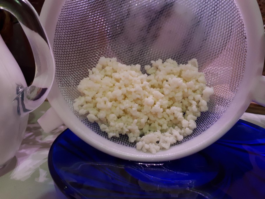 Тибетский молочный гриб