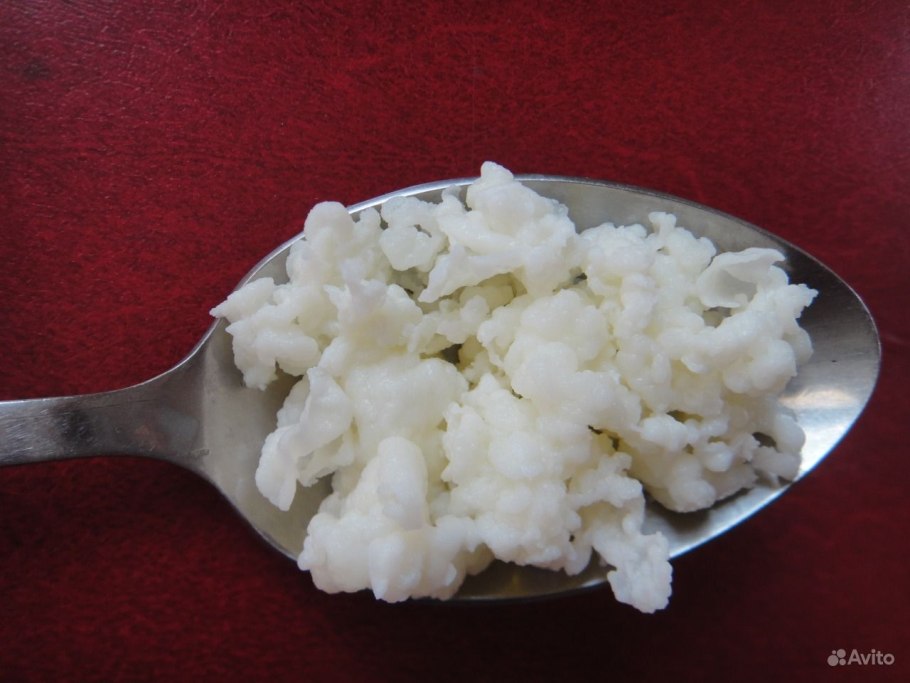 Кефирный гриб