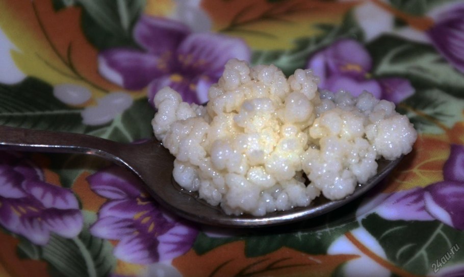 Молочный гриб для йогурта