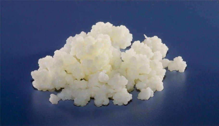 Гриб кефирный молочный