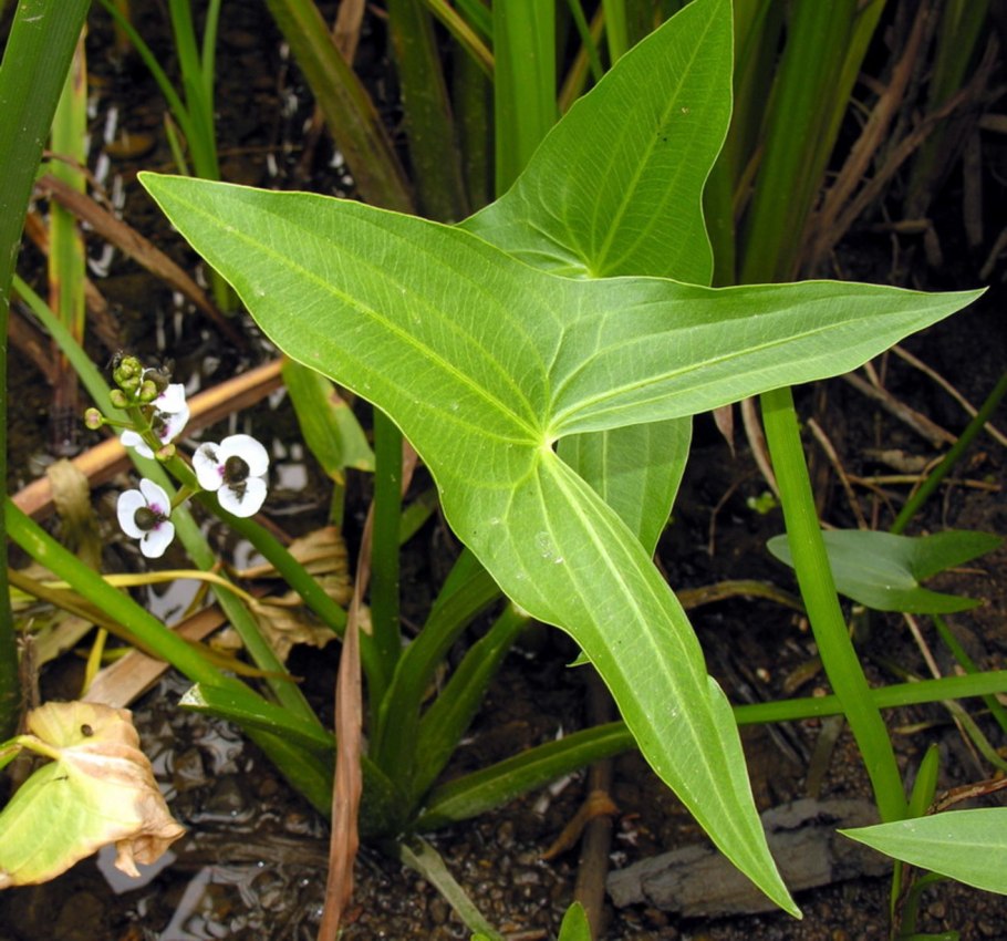 Стрелолист Sagittaria sagittifolia