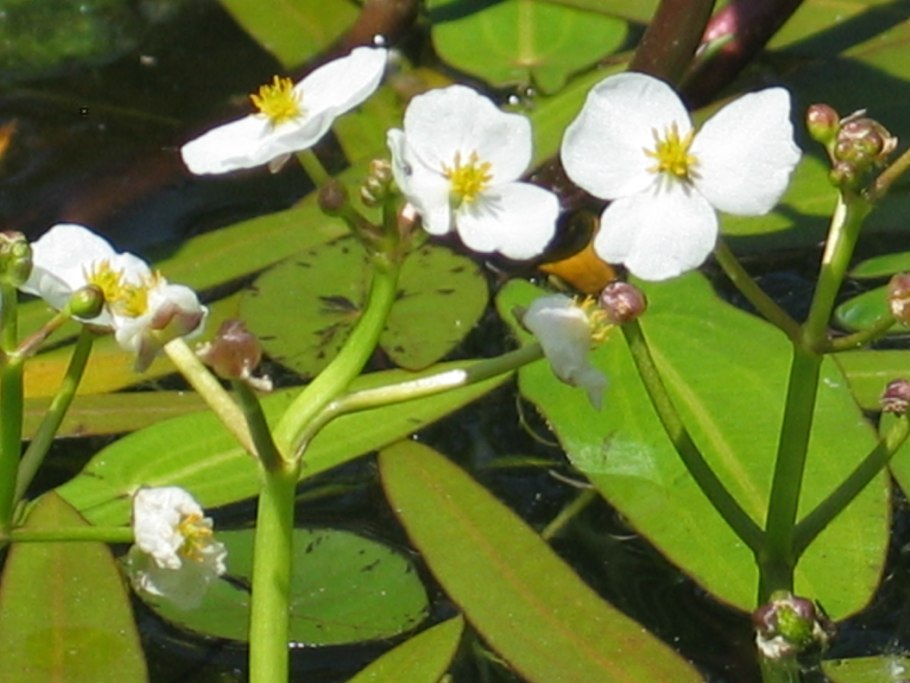 Sagittaria Natans Pall. - Стрелолист плавающий