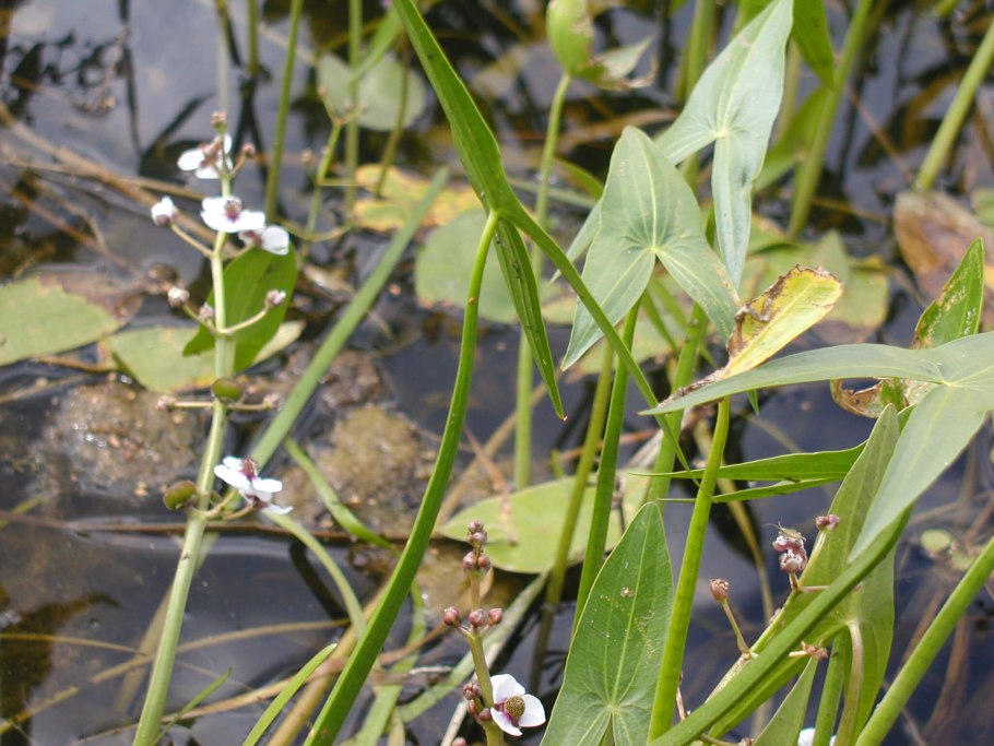 Частуха Болотная