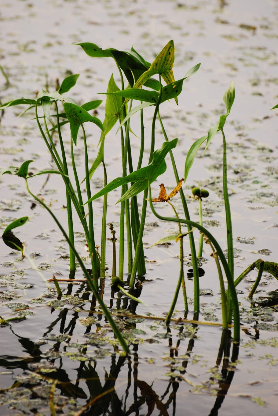 Стрелолист обыкновенный