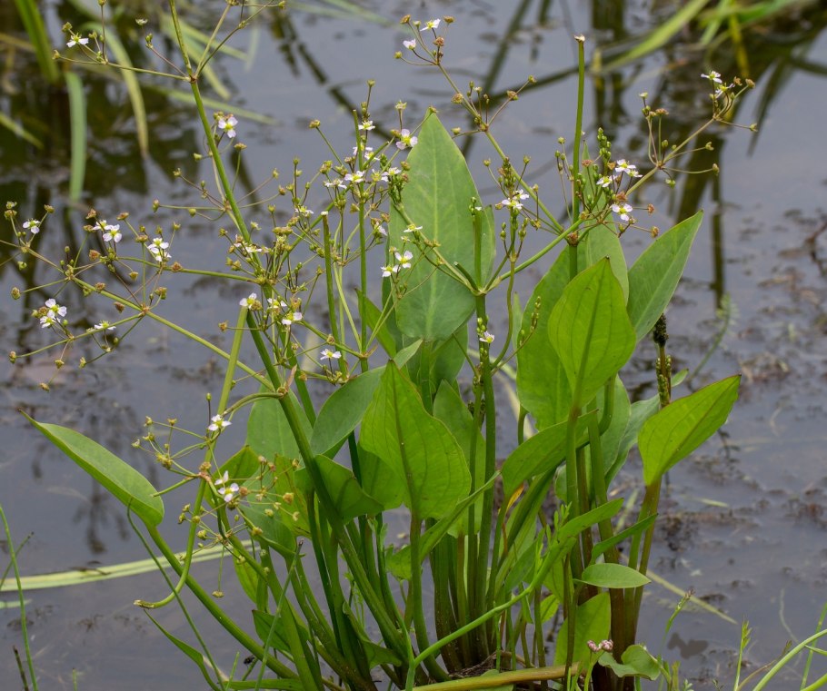 Стрелолист цветок