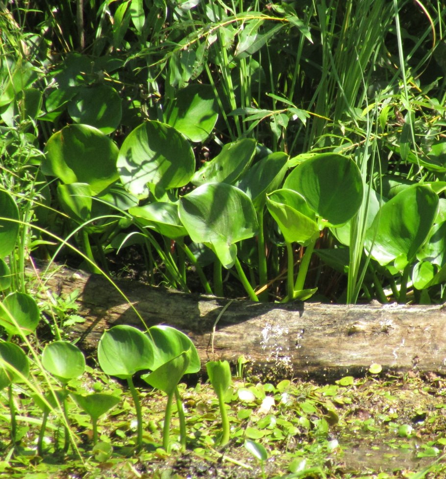 Белокрыльник стрелолист
