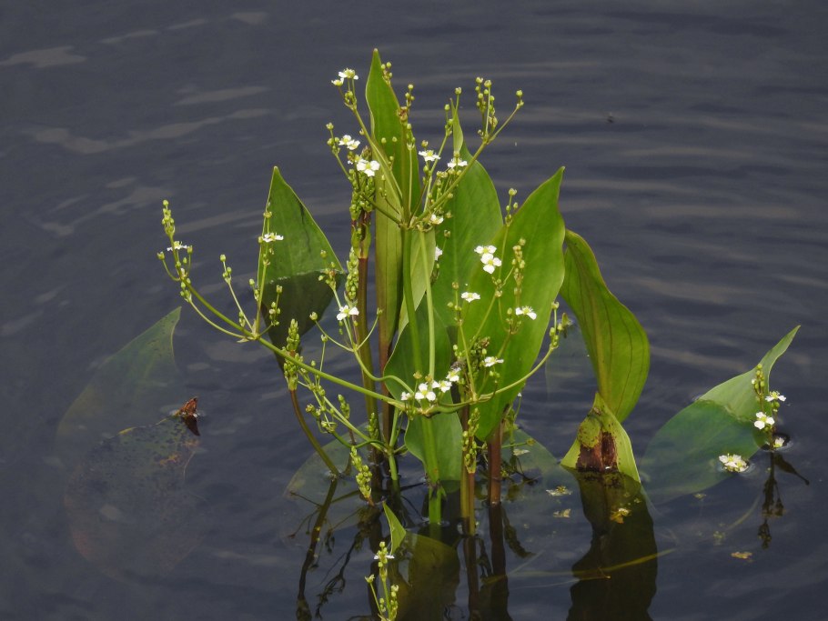 Стрелолист плавающий