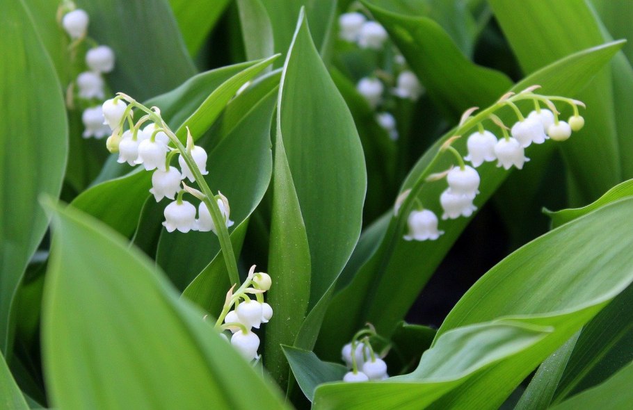 Ландыш Майский (Convallaria Majalis l.)
