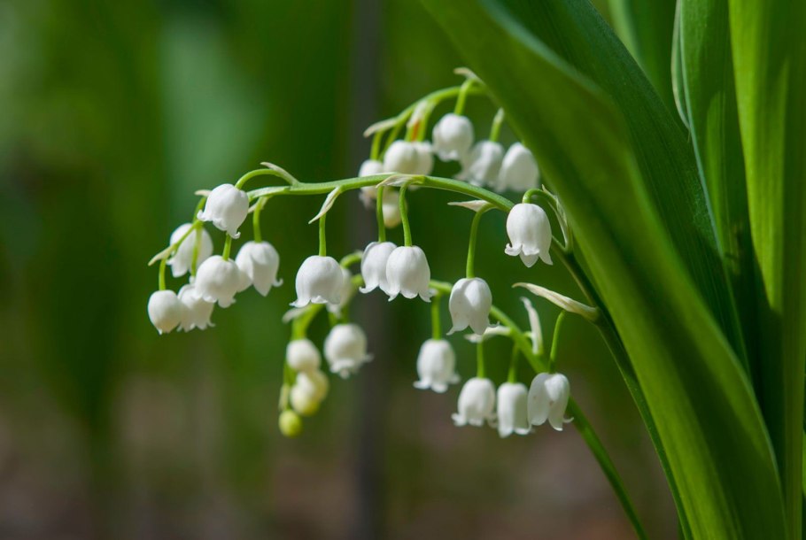 Ландыш Майский (Convallaria Majalis)