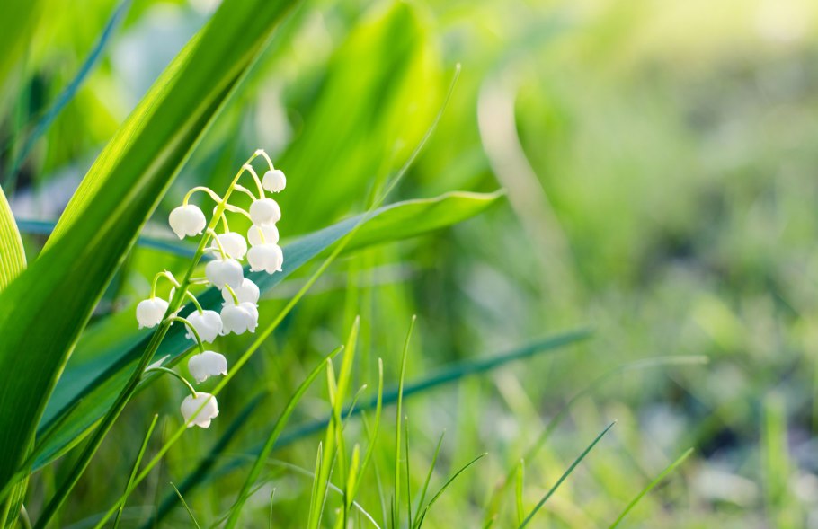 Тюльпаны Ландыши