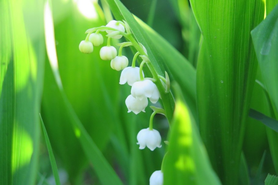 Ландыш Convallaria Majalis