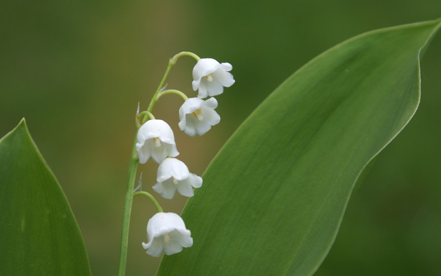 Ландыш серебристый цветок