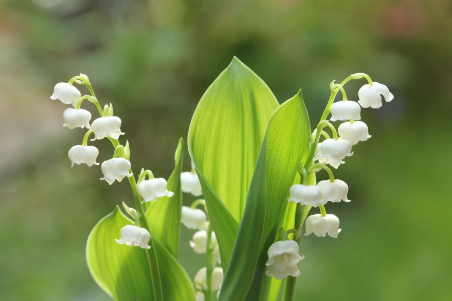 Convallaria Majalis