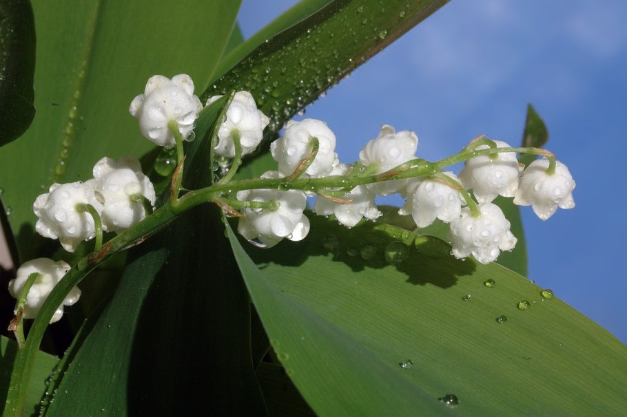 Ландыш серебристый растение