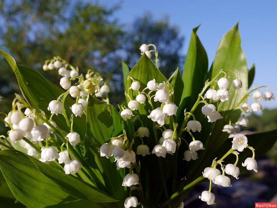 Тюльпан Ландыш Майский