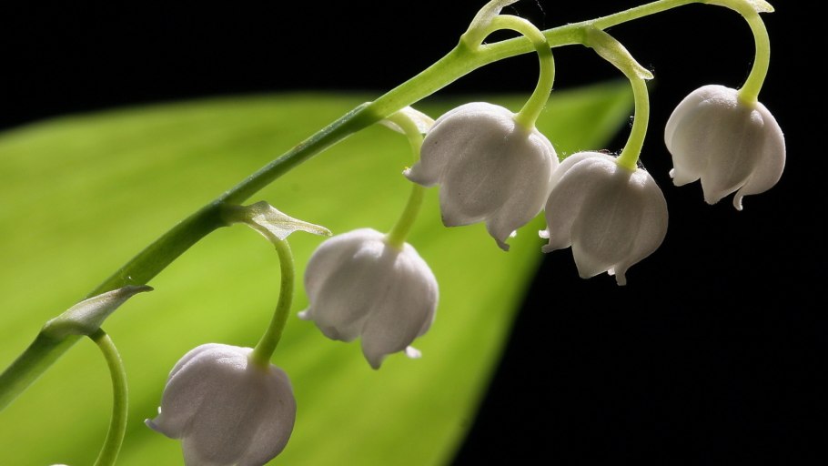 Ландыш Майский соцветие