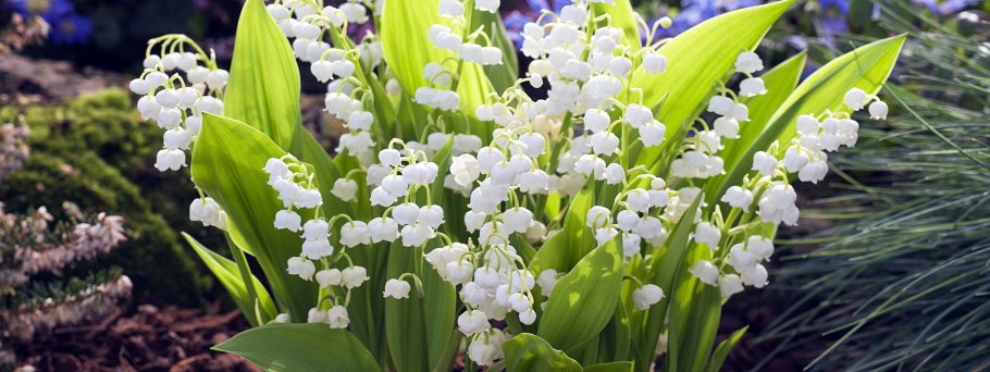 Ландыш Кейске