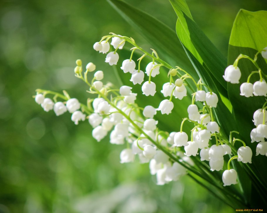 Весенние цветы Ландыши