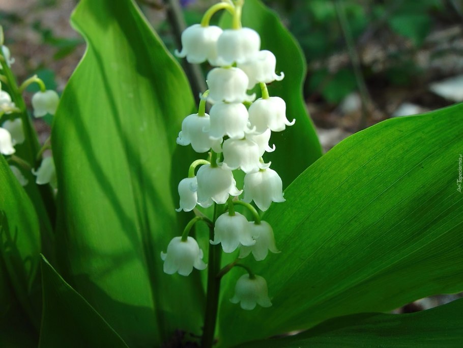 Ландыш майский convallaria majalis