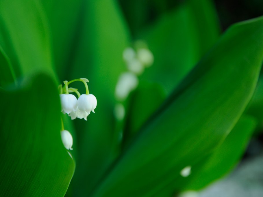 Ландыш Крымский