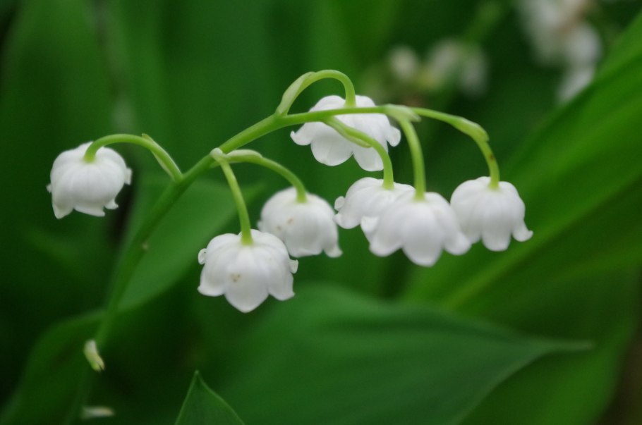 Дикий Ландыш