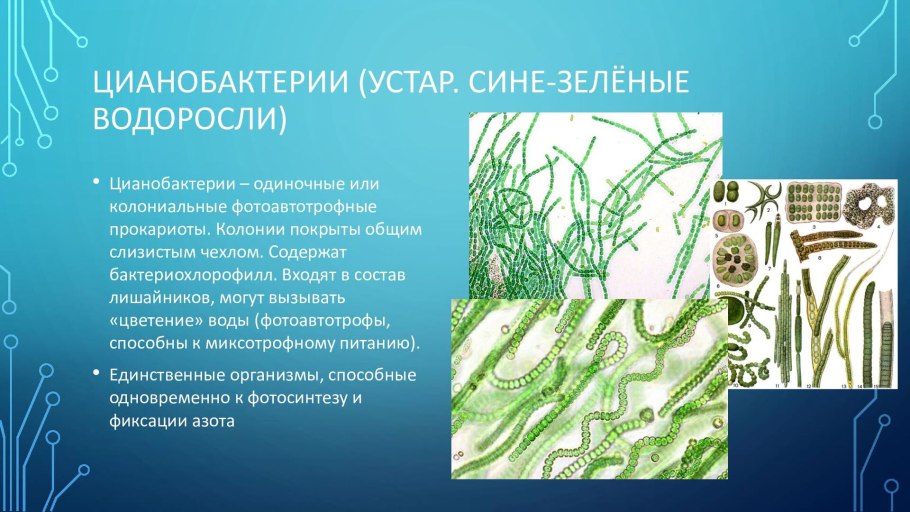 Сине-зеленые водоросли представители