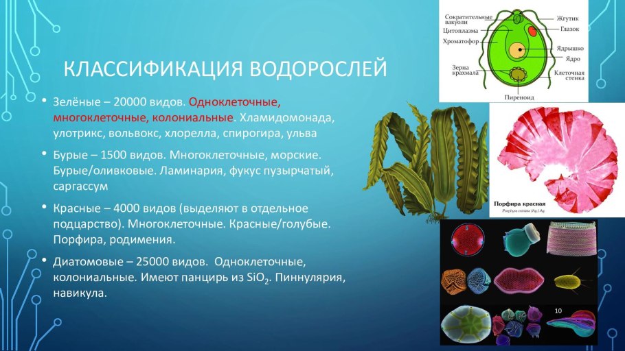 Ционю бактерии сине-зеленые водоросли