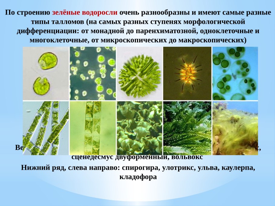 Зелёные водоросли отделы растений