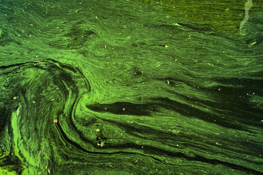Синезеленая водоросль спирулина